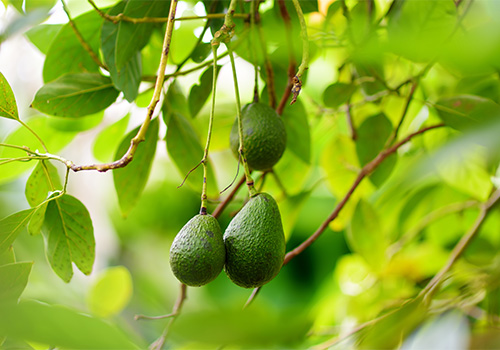 Avocados hanging on a tree