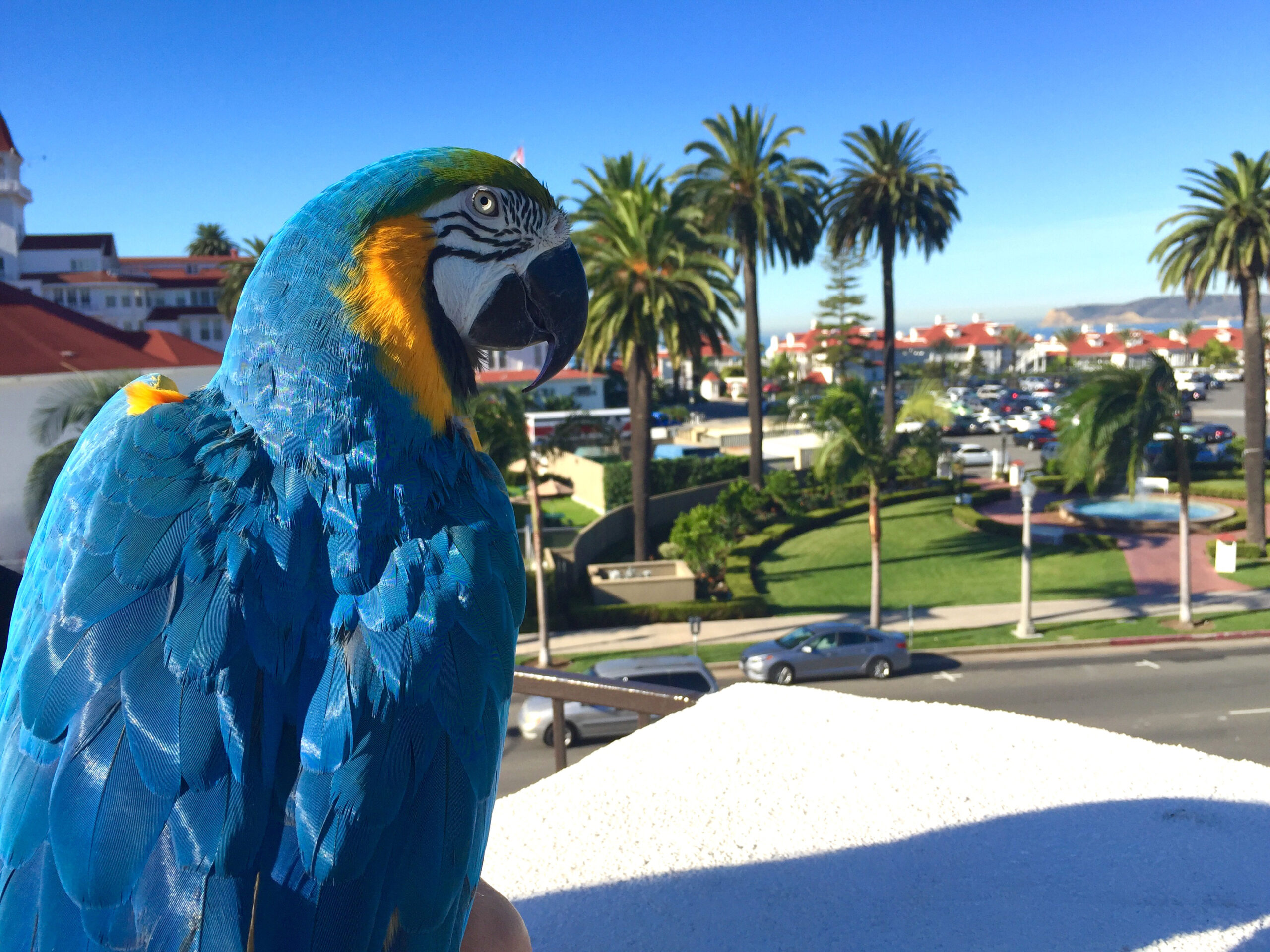 parrot on the sun deck