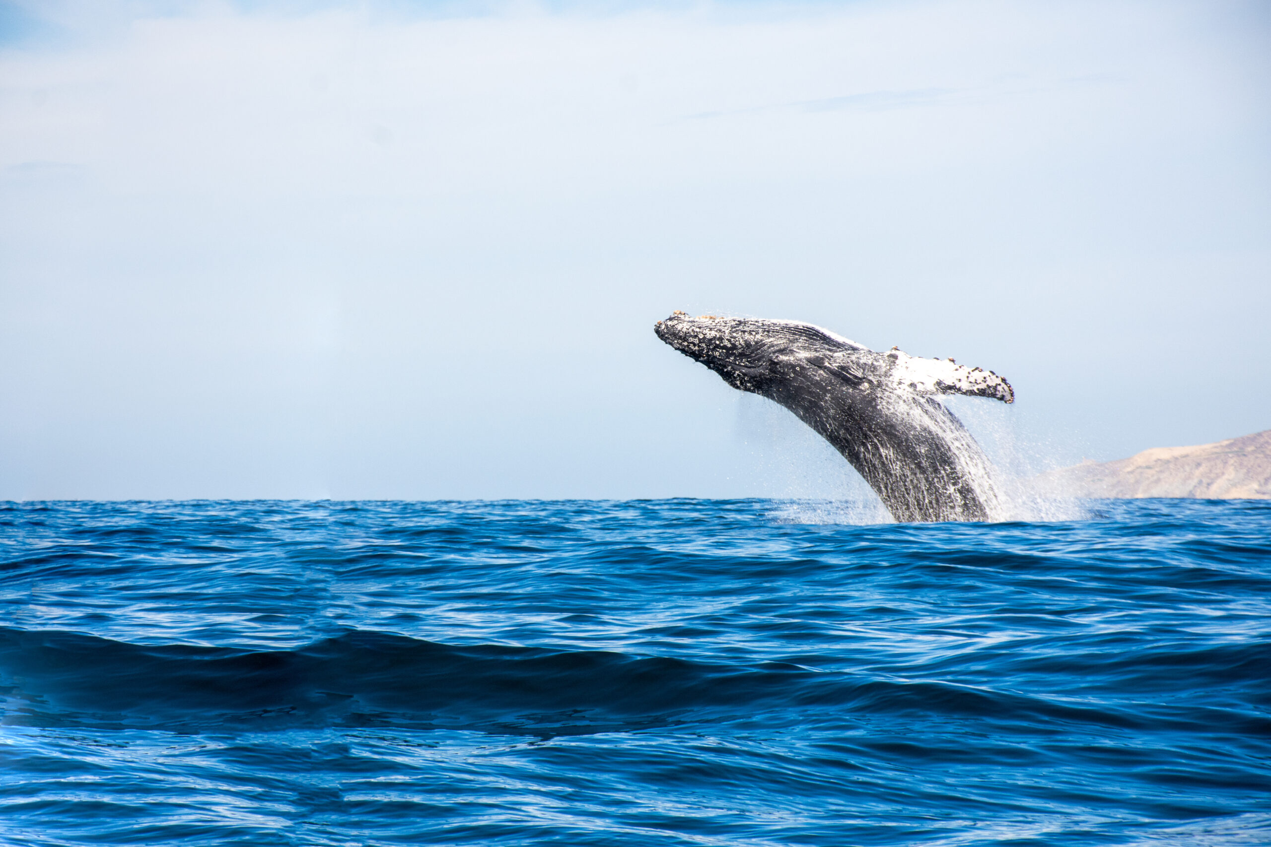 humpback whale breaching the ocean