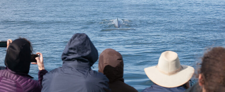 a group of people whale watching on a boat