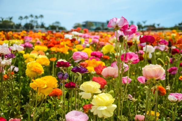 Carlsbad Flower Fields
