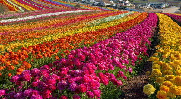 Carlsbad Flower Fields